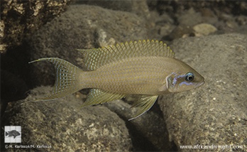 Neolamprologus brichardi 'Mwila Island'